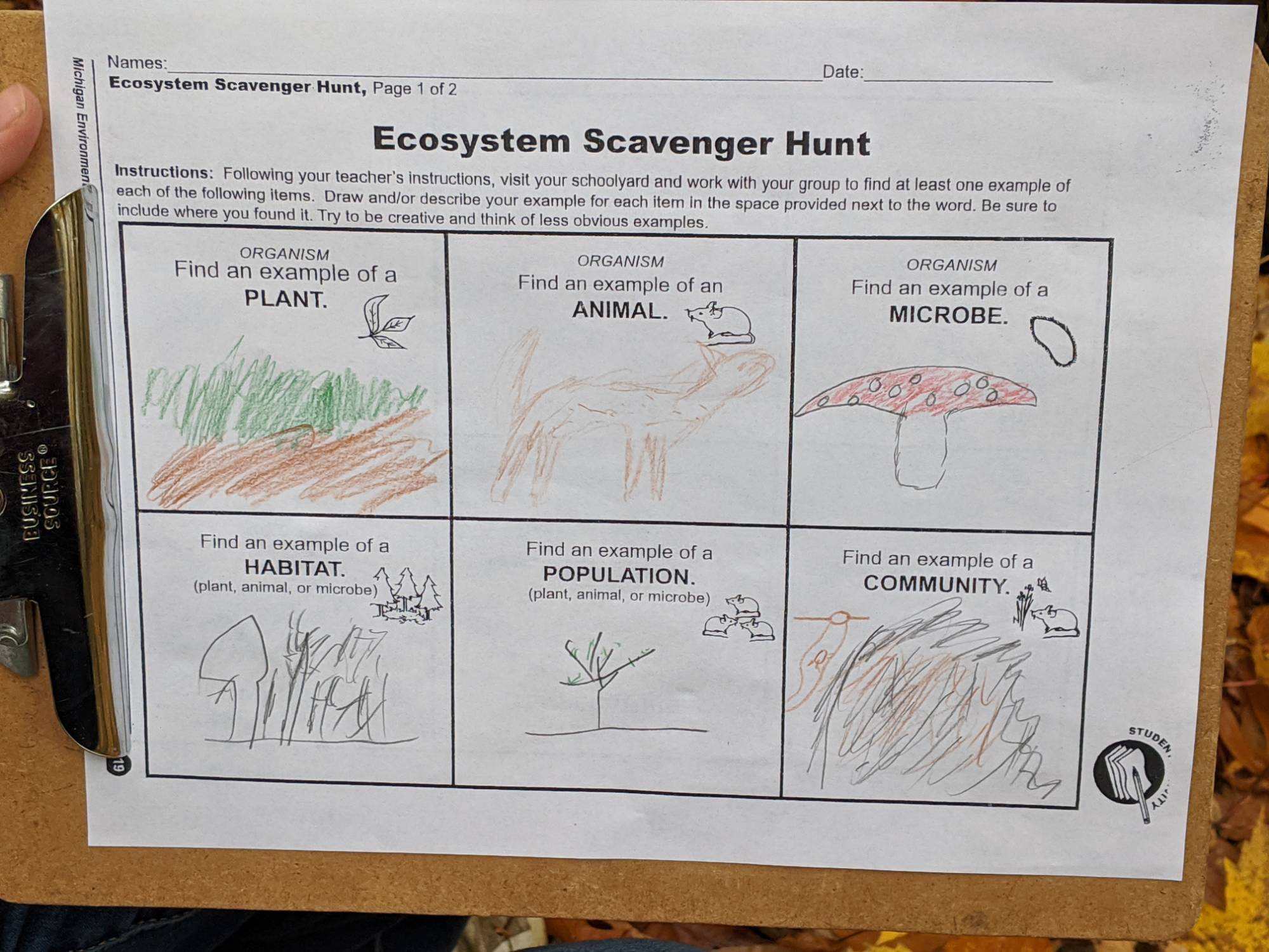 Ecosystem scavenger hunt - grid with student drawings